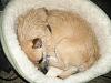 Click image for larger version

Name:	Daisy in Her Bed.JPG
Views:	250
Size:	72.9 KB
ID:	318435
