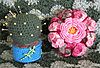 Click image for larger version

Name:	PinCushions.jpg
Views:	242
Size:	90.8 KB
ID:	330772