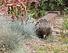Click image for larger version

Name:	Echidna.jpg
Views:	2596
Size:	533.1 KB
ID:	368326