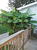 Click image for larger version

Name:	Banana Trees Oct 2012.jpg
Views:	2059
Size:	831.8 KB
ID:	369348
