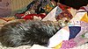 Click image for larger version

Name:	Muffin on her quilts.JPG
Views:	440
Size:	136.9 KB
ID:	373981