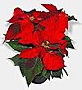 Click image for larger version

Name:	Pointsettia.jpg
Views:	231
Size:	5.4 KB
ID:	377858