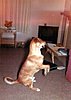 Click image for larger version

Name:	Dingo Begging (356x500).jpg
Views:	272
Size:	147.3 KB
ID:	386541