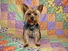 Click image for larger version

Name:	ollie & quilt.jpg
Views:	278
Size:	78.9 KB
ID:	392371
