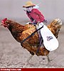 Click image for larger version

Name:	Monkey-Cowboy-Riding-Chicken-55675.jpg
Views:	362
Size:	140.7 KB
ID:	392575