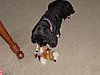 Click image for larger version

Name:	chewing toy.jpg
Views:	108
Size:	99.3 KB
ID:	393061