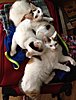 Click image for larger version

Name:	mitten kittens.jpeg
Views:	170
Size:	115.0 KB
ID:	393261