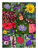 Click image for larger version

Name:	bouquet from my garden.jpg
Views:	363
Size:	145.7 KB
ID:	395064