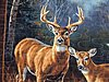 Click image for larger version

Name:	Deer quilt #3.jpg
Views:	3883
Size:	75.6 KB
ID:	397890