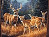 Click image for larger version

Name:	Deer quilt #4.jpg
Views:	4753
Size:	156.5 KB
ID:	397891