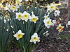 Click image for larger version

Name:	daffodil 4.jpg
Views:	379
Size:	1.85 MB
ID:	405431