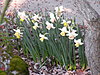 Click image for larger version

Name:	daffodil 2.jpg
Views:	543
Size:	1.93 MB
ID:	405432