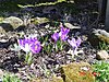 Click image for larger version

Name:	carol schwaggers crocus 2013 003.JPG
Views:	157
Size:	237.4 KB
ID:	406406
