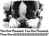 Click image for larger version

Name:	dog-hide-and-seek.jpg
Views:	265
Size:	46.6 KB
ID:	406489