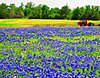 Click image for larger version

Name:	bluebonnets.jpg
Views:	292
Size:	137.5 KB
ID:	409041