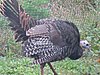 Click image for larger version

Name:	turkeys 006.jpg
Views:	458
Size:	103.6 KB
ID:	425257