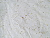 Click image for larger version

Name:	speckled fabric.jpg
Views:	610
Size:	1.39 MB
ID:	441770