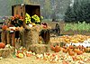 Click image for larger version

Name:	fall-harvest-wallpaper.jpg   falllllllllllllllllllllllllllllllllllllllllllllllllllllllllllllllll.jpg
Views:	401
Size:	169.9 KB
ID:	445428