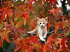 Click image for larger version

Name:	FallKittyWallpaper.jpg   FALLLLLLLLLLLLLLLLLLLLLLLLLLLLLLLLLLLLLLLLLLLLLLLLLLLLLLLLLLLLLLLLLLLLL.jpg
Views:	379
Size:	76.9 KB
ID:	446332