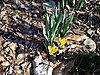 Click image for larger version

Name:	First Signs of Spring - 2-24-14.jpg
Views:	277
Size:	1.04 MB
ID:	464250