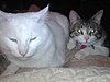 Click image for larger version

Name:	Snowflake and atticus.jpg
Views:	243
Size:	50.4 KB
ID:	502375