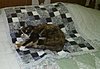 Click image for larger version

Name:	Callie on Quilt.jpg
Views:	101
Size:	61.5 KB
ID:	511866