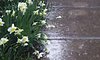 Click image for larger version

Name:	PICT1898 (2) Rain spattered daffodils face down.jpg
Views:	77
Size:	692.0 KB
ID:	544404