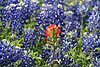 Click image for larger version

Name:	Bluebonnets-055.jpg
Views:	422
Size:	393.2 KB
ID:	620428