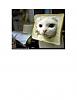 Click image for larger version

Name:	inbred cat.jpg
Views:	156
Size:	25.3 KB
ID:	281692