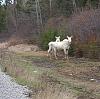 Click image for larger version

Name:	Albino moose.bmp.jpg
Views:	1071
Size:	61.4 KB
ID:	282174