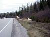 Click image for larger version

Name:	albino moose by roadside.jpg
Views:	1156
Size:	98.6 KB
ID:	282177
