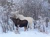 Click image for larger version

Name:	albino moose and offspring.jpg
Views:	1198
Size:	78.8 KB
ID:	282178