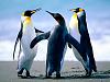 Click image for larger version

Name:	Penguins.jpg
Views:	76
Size:	759.6 KB
ID:	287670