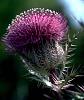 Click image for larger version

Name:	thistle.jpg
Views:	477
Size:	46.9 KB
ID:	287912