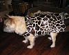 Click image for larger version

Name:	daisy mae new coat.jpg
Views:	181
Size:	72.7 KB
ID:	288807