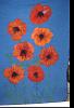Click image for larger version

Name:	poppy DONE 1.JPG
Views:	1188
Size:	219.1 KB
ID:	295176