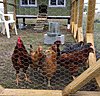 Click image for larger version

Name:	chickens.jpg
Views:	2123
Size:	164.1 KB
ID:	337999