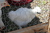 Click image for larger version

Name:	2012 chickens 017.JPG
Views:	1997
Size:	719.5 KB
ID:	338434