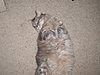 Click image for larger version

Name:	meowee sea otter pose.jpg
Views:	409
Size:	664.7 KB
ID:	360119