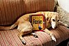 Click image for larger version

Name:	Maggie with Rosie Quilt book.jpg
Views:	557
Size:	10.8 KB
ID:	360166