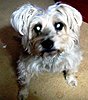 Click image for larger version

Name:	Muffin at 12 years old.JPG
Views:	2124
Size:	95.3 KB
ID:	361065