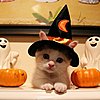 Click image for larger version

Name:	halloween cat pic.jpg
Views:	292
Size:	35.7 KB
ID:	365864