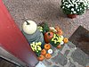 Click image for larger version

Name:	Fall front door decorations 001 - Copy.JPG
Views:	7850
Size:	1.53 MB
ID:	366293