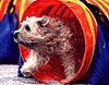 Click image for larger version

Name:	Sparky In Tunnel.jpg
Views:	517
Size:	50.4 KB
ID:	368566