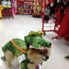 Click image for larger version

Name:	toby alligator.png
Views:	566
Size:	614.0 KB
ID:	368598