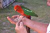 Click image for larger version

Name:	King Parrot.JPG
Views:	3238
Size:	41.8 KB
ID:	368665