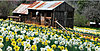 Click image for larger version

Name:	daffodil-hill-amador-county.jpg
Views:	952
Size:	180.1 KB
ID:	388020