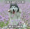 Click image for larger version

Name:	flowerdog.jpg
Views:	143
Size:	34.0 KB
ID:	399257