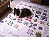 Click image for larger version

Name:	Kyia loves quilts.jpg
Views:	404
Size:	64.4 KB
ID:	406484
