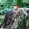 Click image for larger version

Name:	Woodpecker II.jpg
Views:	245
Size:	56.0 KB
ID:	408583